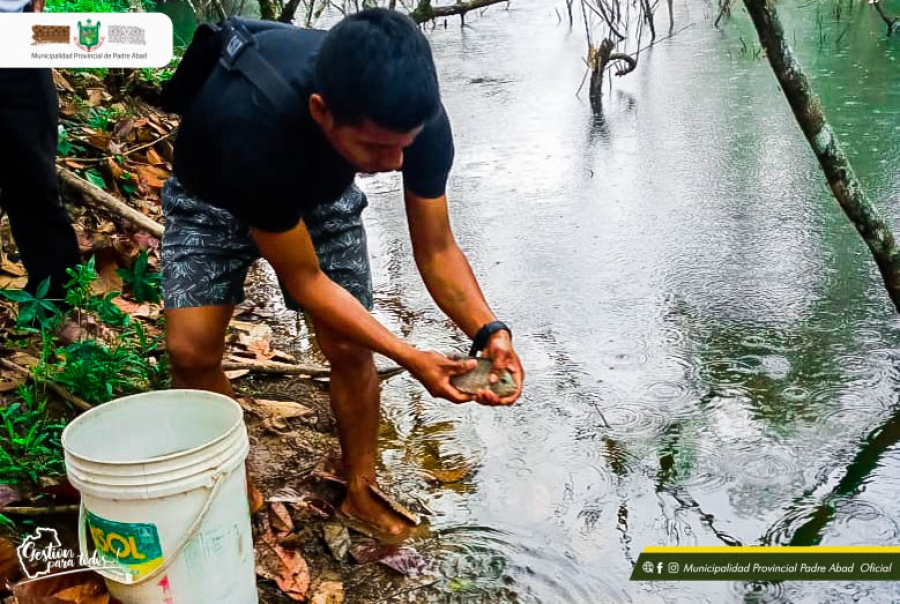 MUNICIPALIDAD ENTREGO PECES REPRODUCTORES A PISCICULTORES DEL CASERIO EL PORVENIR