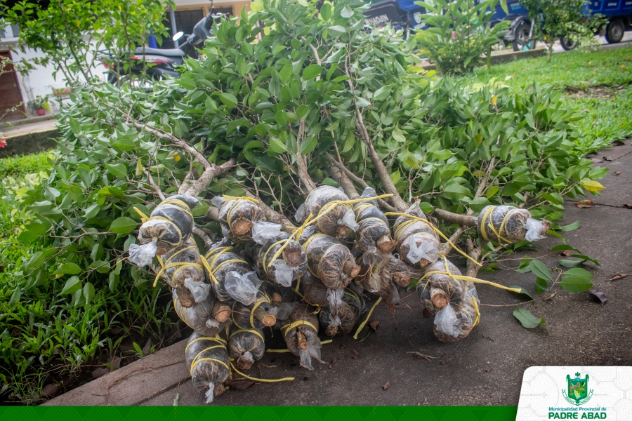 MUNICIPALIDAD DE PADRE ABAD REALIZA LA SIEMBRA DE MAS DE 300 FICUS